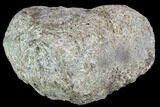 Polished Dinosaur Bone (Gembone) Section - Colorado #86812-1
